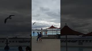 Eastern beach Geelong Australia beach travel shortvideo shorts fyp [upl. by Aevin]