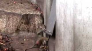 Baby Baboon Locked Out Of Feeding Time [upl. by Lebasy510]