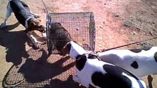 Walker Coon Hounds treeing a caged coon [upl. by Jeno]