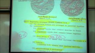 HISTOLOGY CONNECTIVE TISSUES Part 1 by Professor Fink [upl. by Enomor]