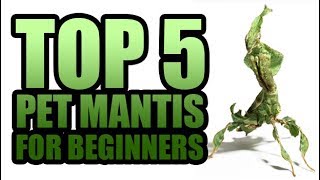 TOP 5 PET PRAYING MANTIS SPECIES FOR BEGINNERS [upl. by Spain]