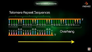 Telomerase Function  Animation [upl. by Christmas471]