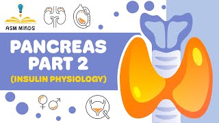 Pancreas part 2 Insulin physiology [upl. by Ococ]