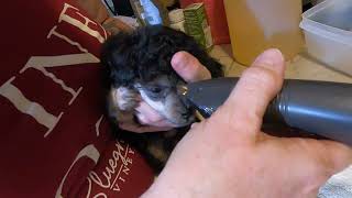 How To Trim And Give Your Phantom Poodle Puppy Its First Bath [upl. by Odnamla]