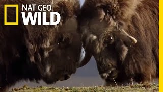 A Muskox FaceOff  Polar World [upl. by Wiltz]