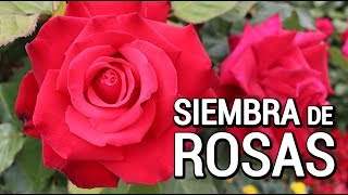 Como sembrar rosas en casa [upl. by Arand]