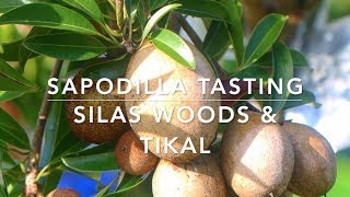 Best Tasting Sapodilla Fruit  Silas Woods amp Tikal [upl. by Granthem]