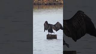 Great Cormorant Wing Display birds nature shorts [upl. by Sutton]