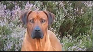 Rhodesian Ridgeback Biography part V [upl. by Ahsenyl]