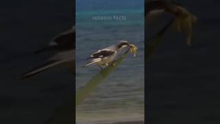 कसाई चिड़िया 😱 Shrike bird  reliable facts [upl. by Nitneuq]