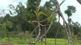 Kenya  linterdiction du khat pénalise des agriculteurs [upl. by Tabor]