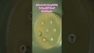 Antibiotics Sensitivity Testing AST of Acinetobacter baumannii complex microbiology microbes [upl. by Llewxam]