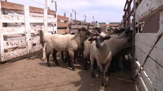 How To Handle Sheep  Part 1  General Principles for Handling Sheep [upl. by Anselme]