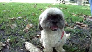 Shih Tzu rescue quotLaloquot has a broken heart [upl. by Derfnam]