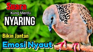 TEKUKUR GACOR suara merdu nyaring  MASTERAN BURUNG TEKUKUR AGAR BUNYI [upl. by Nerret]