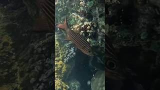 Tiger cardinalfish awaiting RedSeaBit fish diving redsea snorkeling [upl. by Remlap]