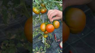 Cutting tomato marmande asmr tomato gardening satisfying vegetables cuttingskills asmrsounds [upl. by Lenz933]