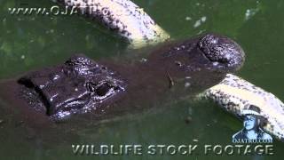 Alligator Eats Python 0101 Narration [upl. by Kirst]