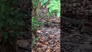 Active and Energetic Monitor Lizard going to Hide shortvideo nature wildlife juronglakegarden [upl. by Wilfrid]