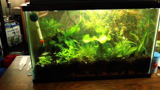 5 Gallon Planted Betta Tank UPDATE New FishPlants [upl. by Irtemed]