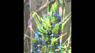 Dance of the Puya [upl. by Ellenaej]