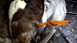 Taxidermy Tutorial Reattaching Waterfowl Feet [upl. by Eltsyrk217]