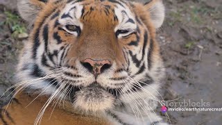 Tigers Stripes of Nature in HD bengaltigers wildlifedocumentary naturefilm hdvideo [upl. by Hepsiba]