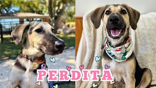 She’s sweet gentle and loves kids Meet Perdita [upl. by Eitsirhc]