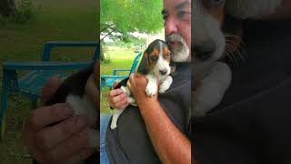 Brian sings with Beagle puppy  FLAP YOUR EARS [upl. by Riegel978]