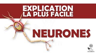 lexplication la plus facile  Neurones et Transmission Neuronale [upl. by Lener]