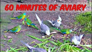 1 Hour of Aviary 60 Minutes Narration Free Birds Cockatiel Companion Parrots Quail Pheasants [upl. by Hinda]