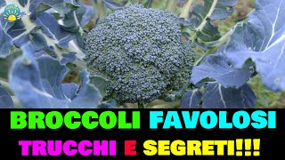 BROCCOLI favolosi trucchi e segreti come avere tanti cavoli broccoli e cavolfiori belli e grandi [upl. by Accemahs]