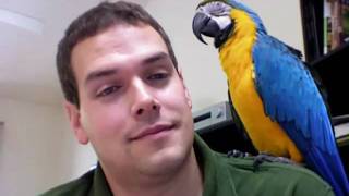 Rachel Talks Finally on Camera Macaw Talking Parrot Talking [upl. by Woolson]