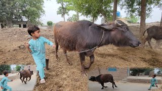 Buffalo race  Buffalo race video  Chacha Bhatija [upl. by Heyes]