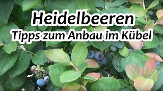 Heidelbeeren richtig pflanzen  Blaubeeren im Topf [upl. by Arvin668]