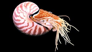 Chambered nautilus [upl. by Rehpotsrik336]