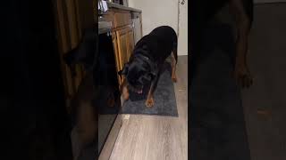 Toys are vibrating in dog mouth dog rottweiler rotweilerlove babyanimal rotwillerfunny babydog [upl. by Aihsit319]