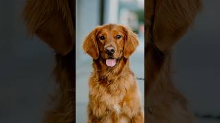 Golden Retriever Portraits dogphotography streetportraits streetphotography 85mm dogportraits [upl. by Herodias230]