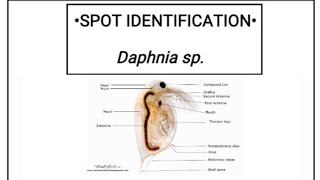 Daphnia sp SPOT IDENTIFICATION  SIGNIFICANCE [upl. by Anaitak]