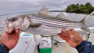 Fishing the LOWER Patuxent River for Anything That Bites [upl. by Mccourt558]