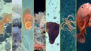 2022 Expedition Highlights Reel  Deep Sea Exploration and Beyond  Nautilus Live [upl. by Jone]