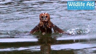 Release goes wrong owl nearly drowns [upl. by Claudia]