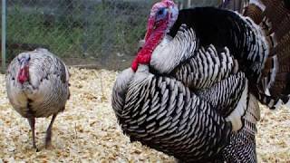 Narragansett Turkey  Flavourful Heritage Birds [upl. by Inger]