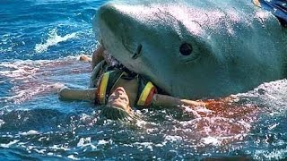 Top 5 Shark Attacks Caught On Camera  TheMysterySeeker [upl. by Adnor]