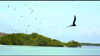 Reserva de la Biosfera Calakmul Campeche [upl. by Darleen]