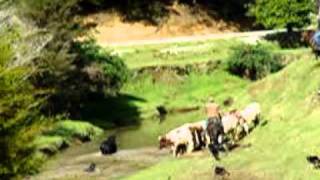 Part 2 Mustering Wild Bulls in Northland New Zealand [upl. by Nosyaj756]