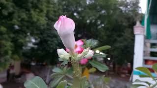 Adenium flowering  best ever pl feed slow release and vermi for better results by Oct२४ [upl. by Enetsirhc244]