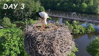 A little stork catapults the shit out of the nest  Dron video day 3  Stork family from air [upl. by Alba]