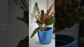 timelapse of the Calathea Lancifolia [upl. by Tippets]