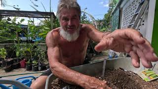 Planting glorious crocodile zucchini AND Marmande Tomato seeds in HOT climates [upl. by Theona529]